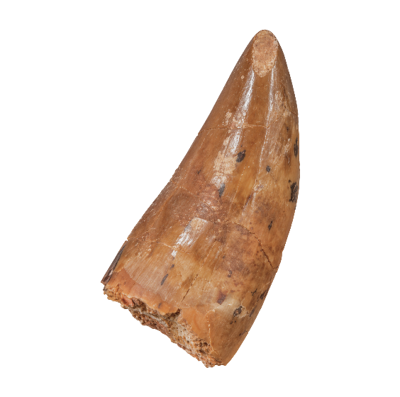 Carcharodontosaurus Tooth