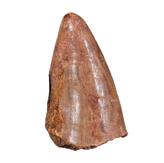 Carcharodontosaurus Tooth