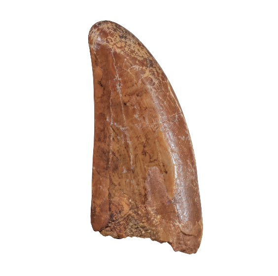 Carcharodontosaurus Tooth