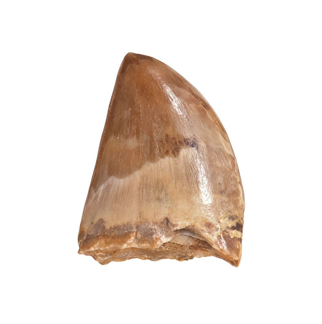 Carcharodontosaurus Tooth