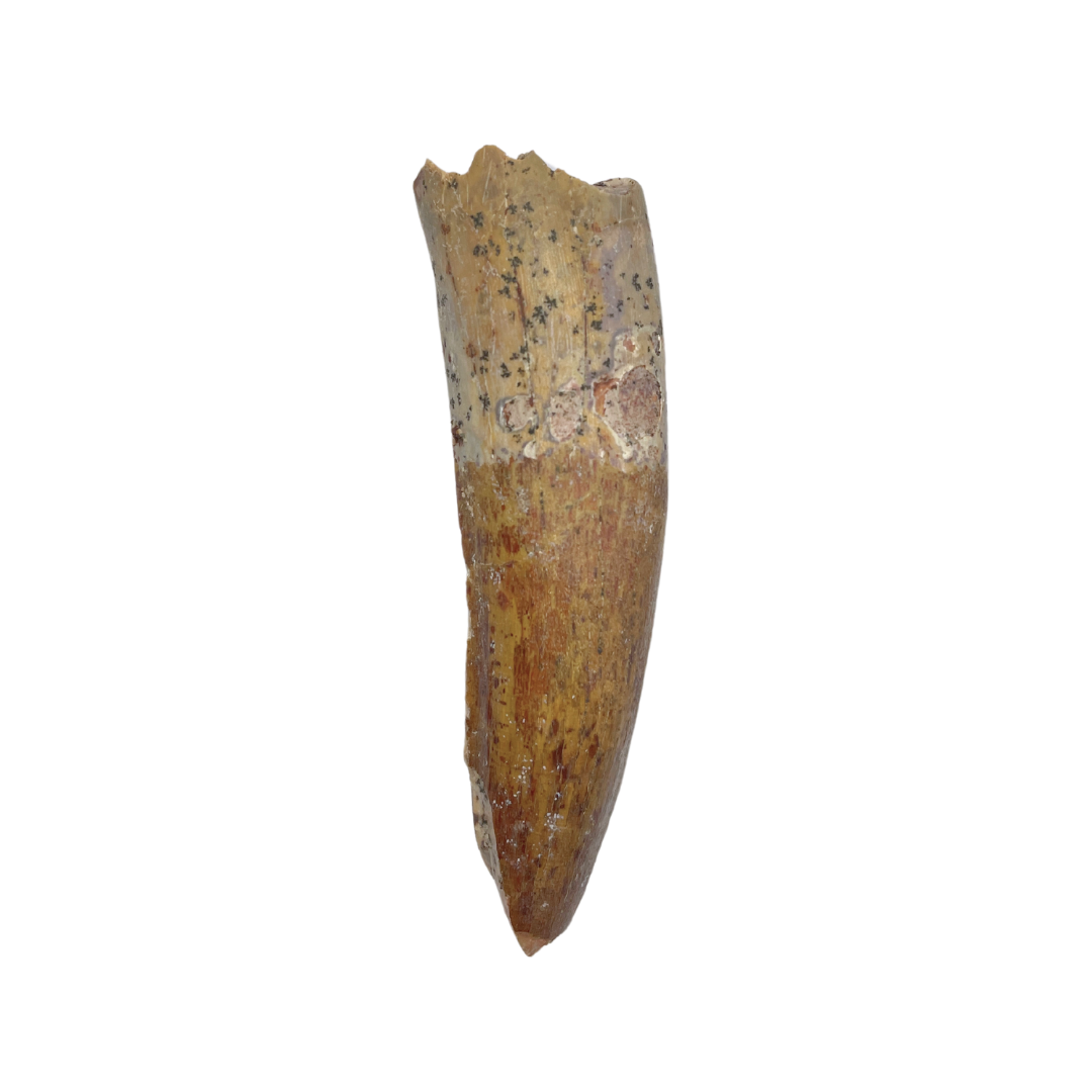 Carcharodontosaurus Tooth