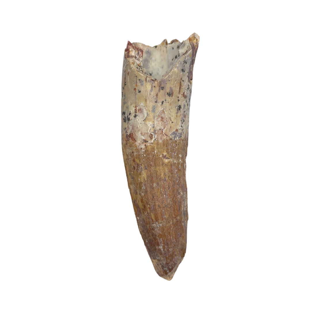 Carcharodontosaurus Tooth