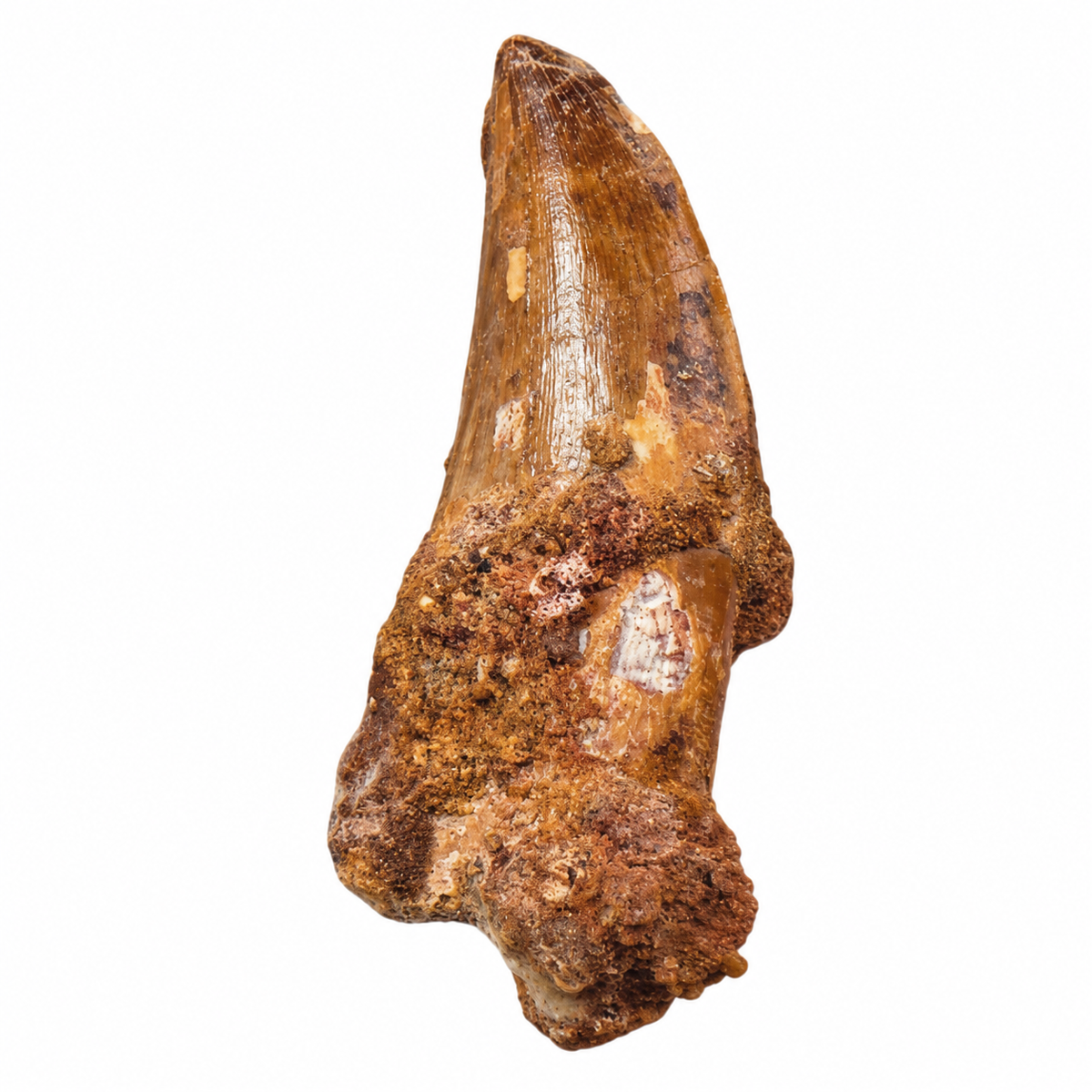 Carcharodontosaurus Tooth