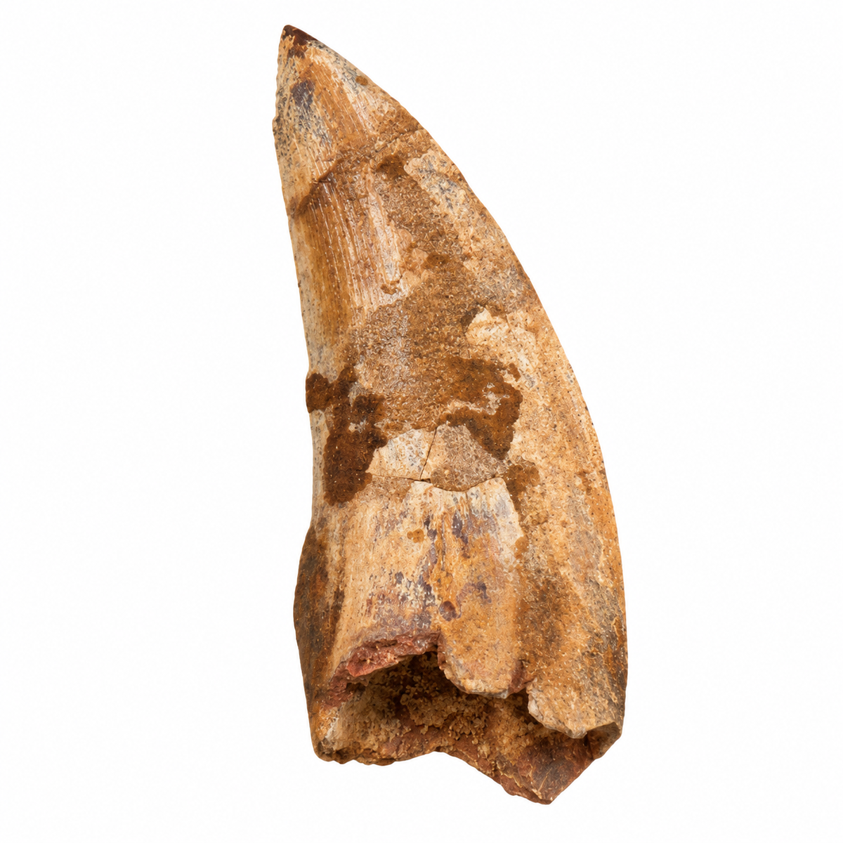 Carcharodontosaurus Tooth