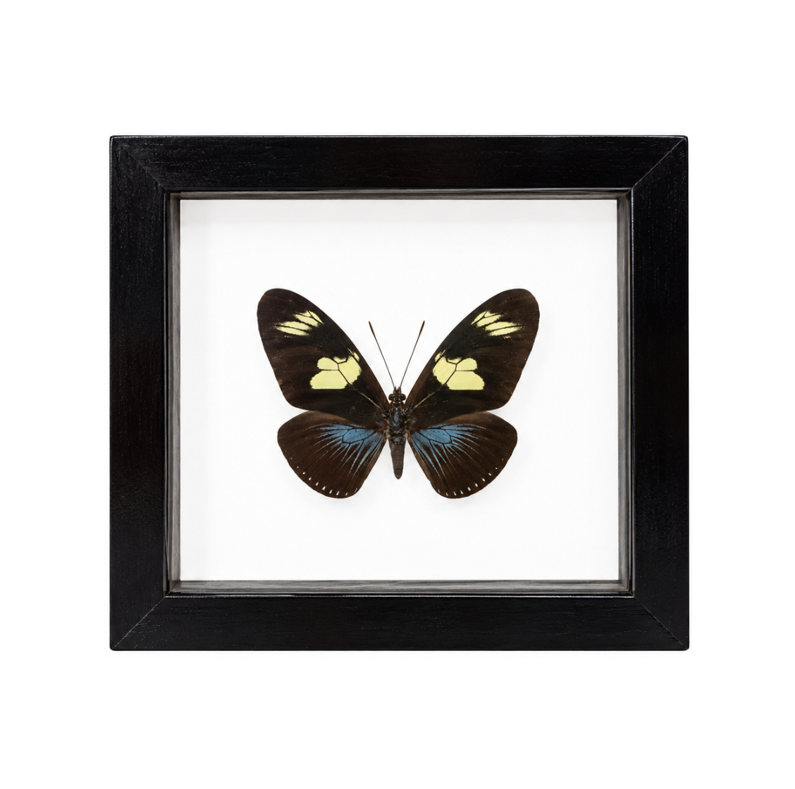 A framed butterfly taxidermy specimen with black wings featuring yellow and blue accents, mounted on a white background inside a square black frame.