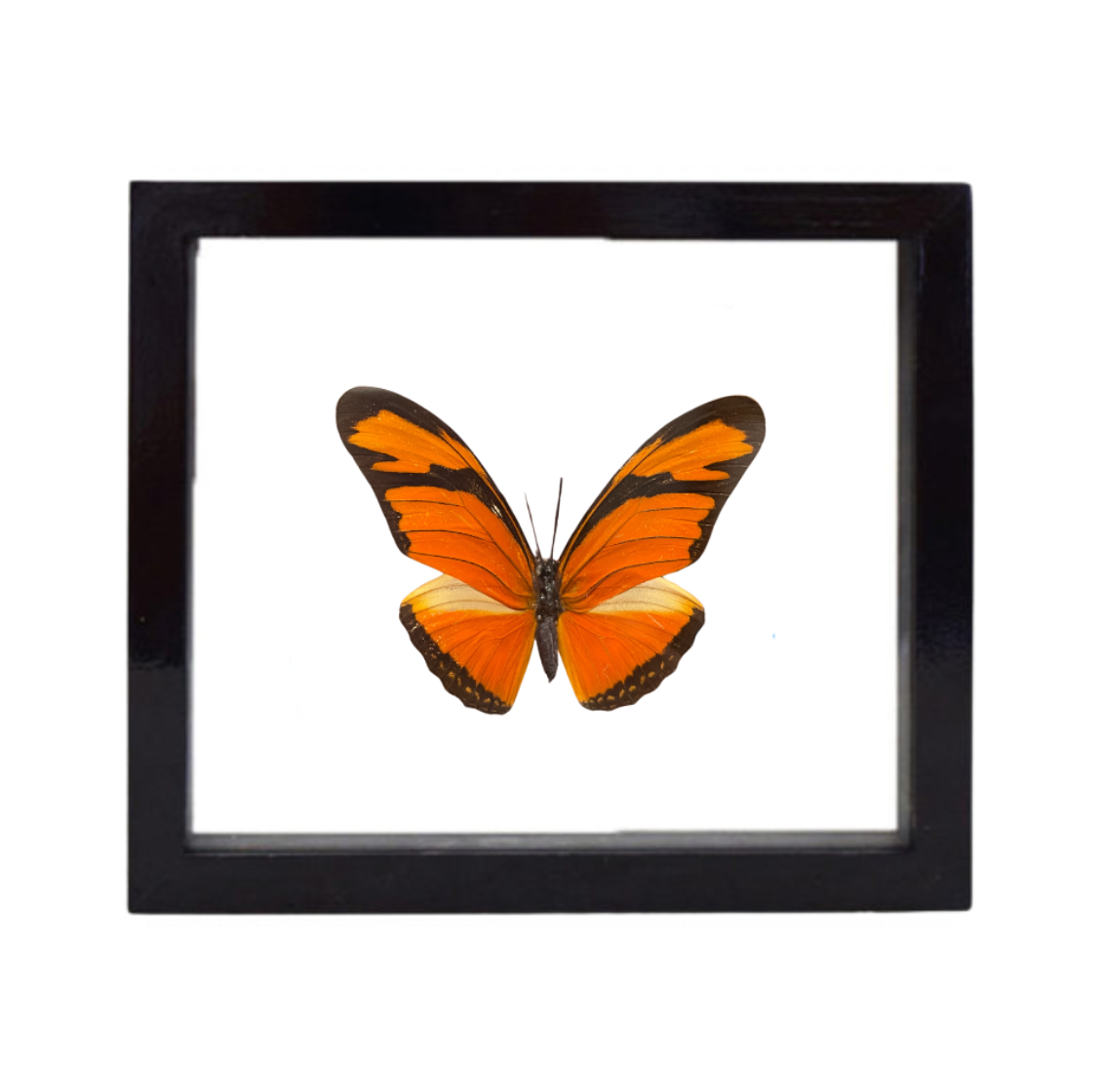 A vivid orange butterfly with black markings, mounted on a white background and framed in a black frame.