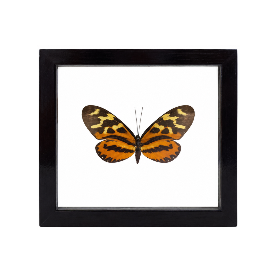A framed Melinaea butterfly with bold orange and black patterns displayed in a black frame.
