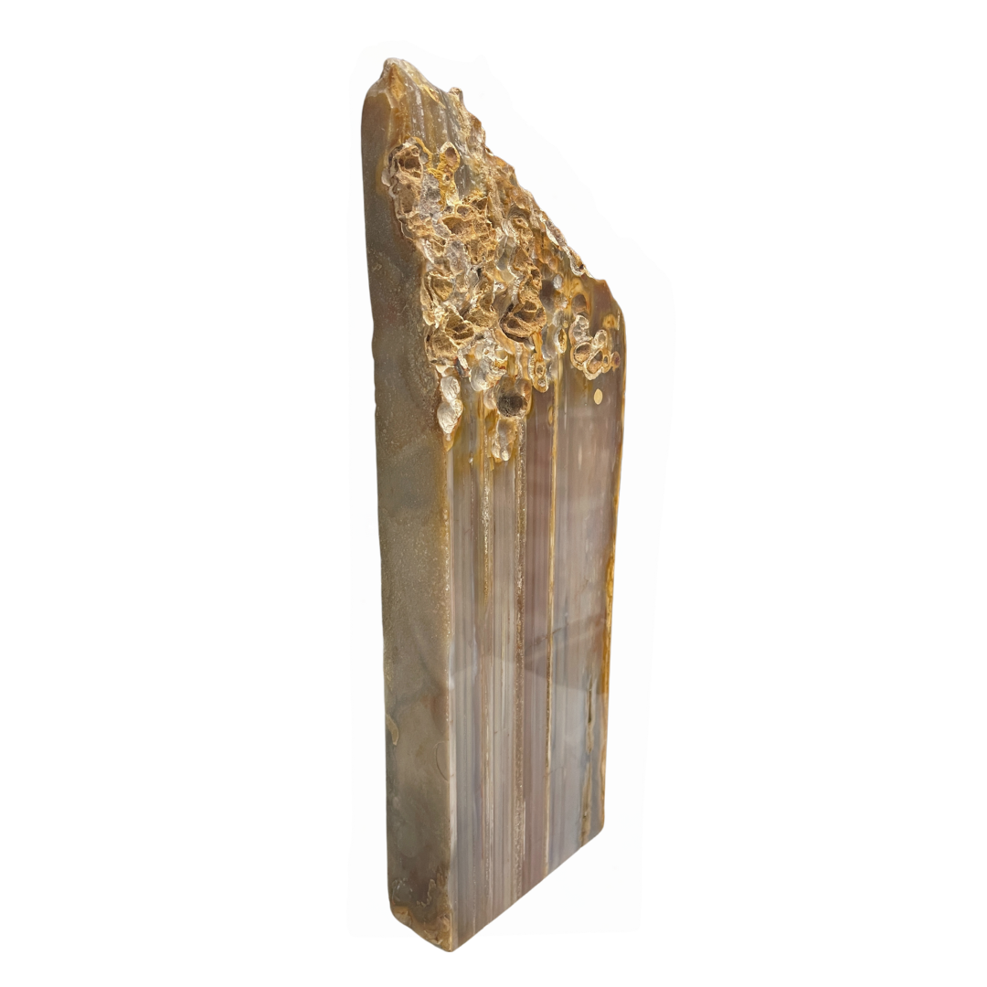 Petrified Wood