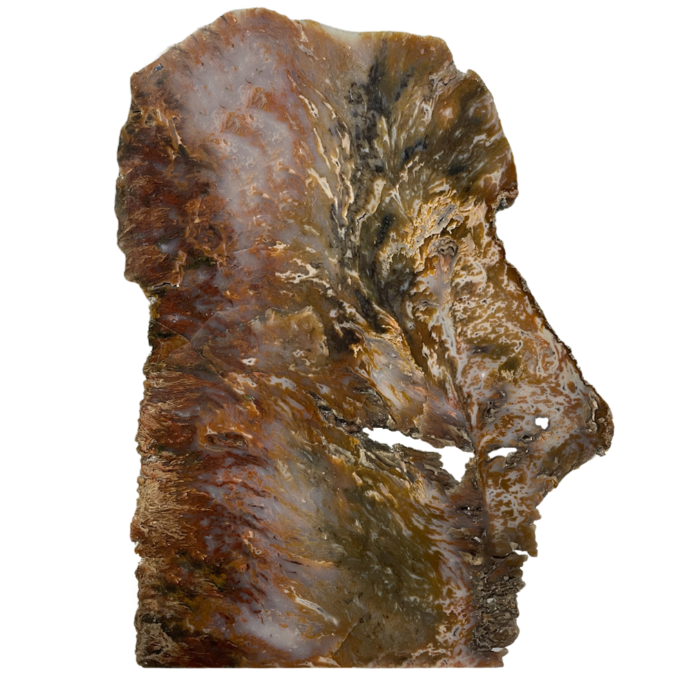 Petrified Wood
