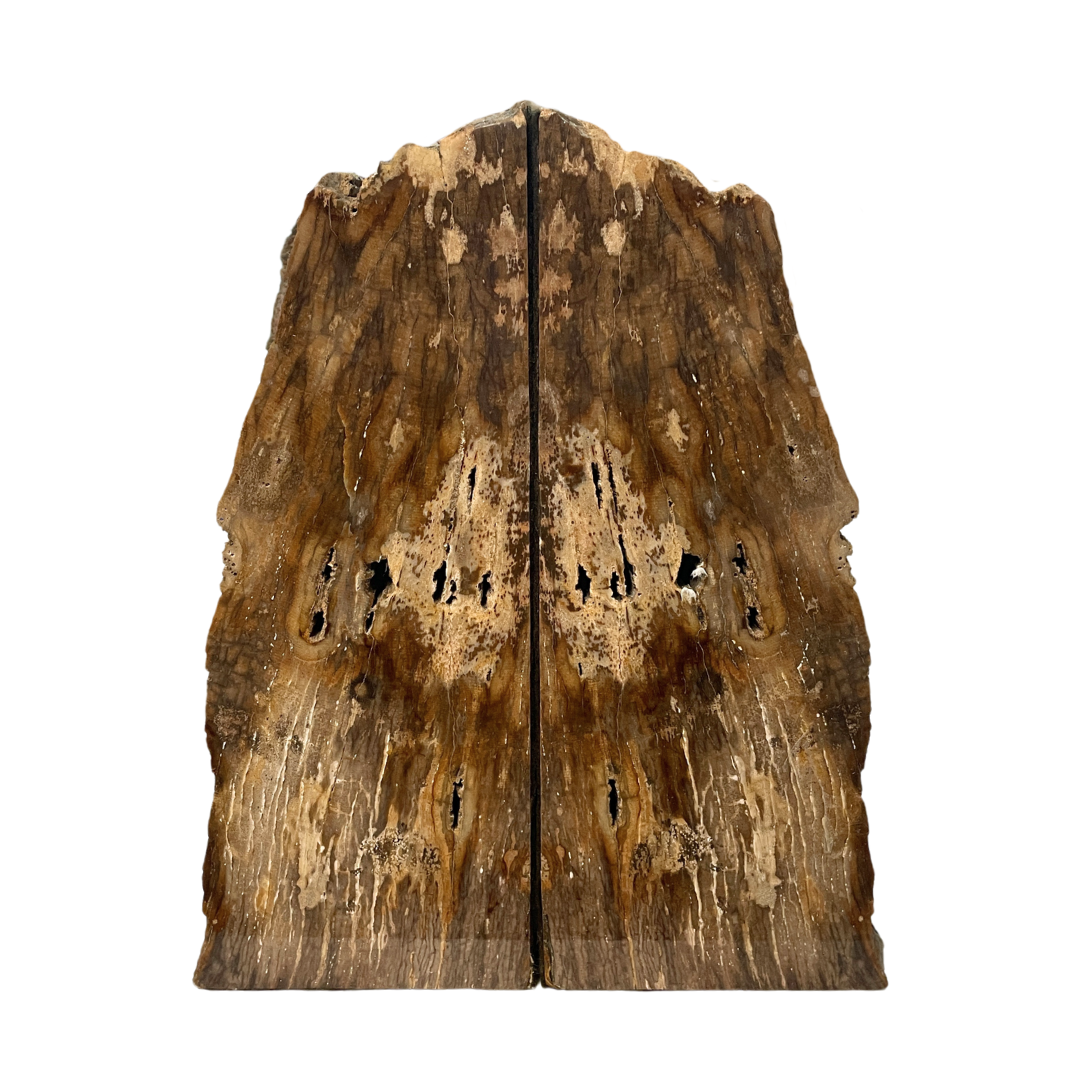 Petrified Wood Bookend