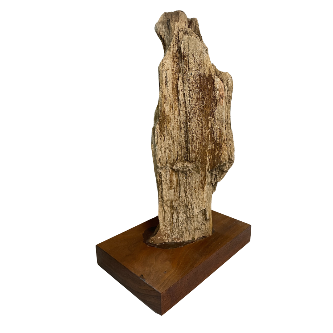 Petrified Wood