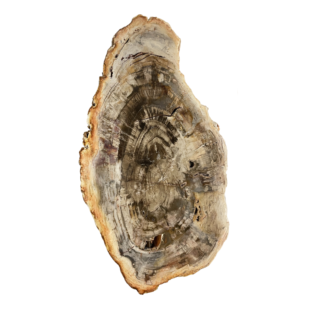 Petrified Wood