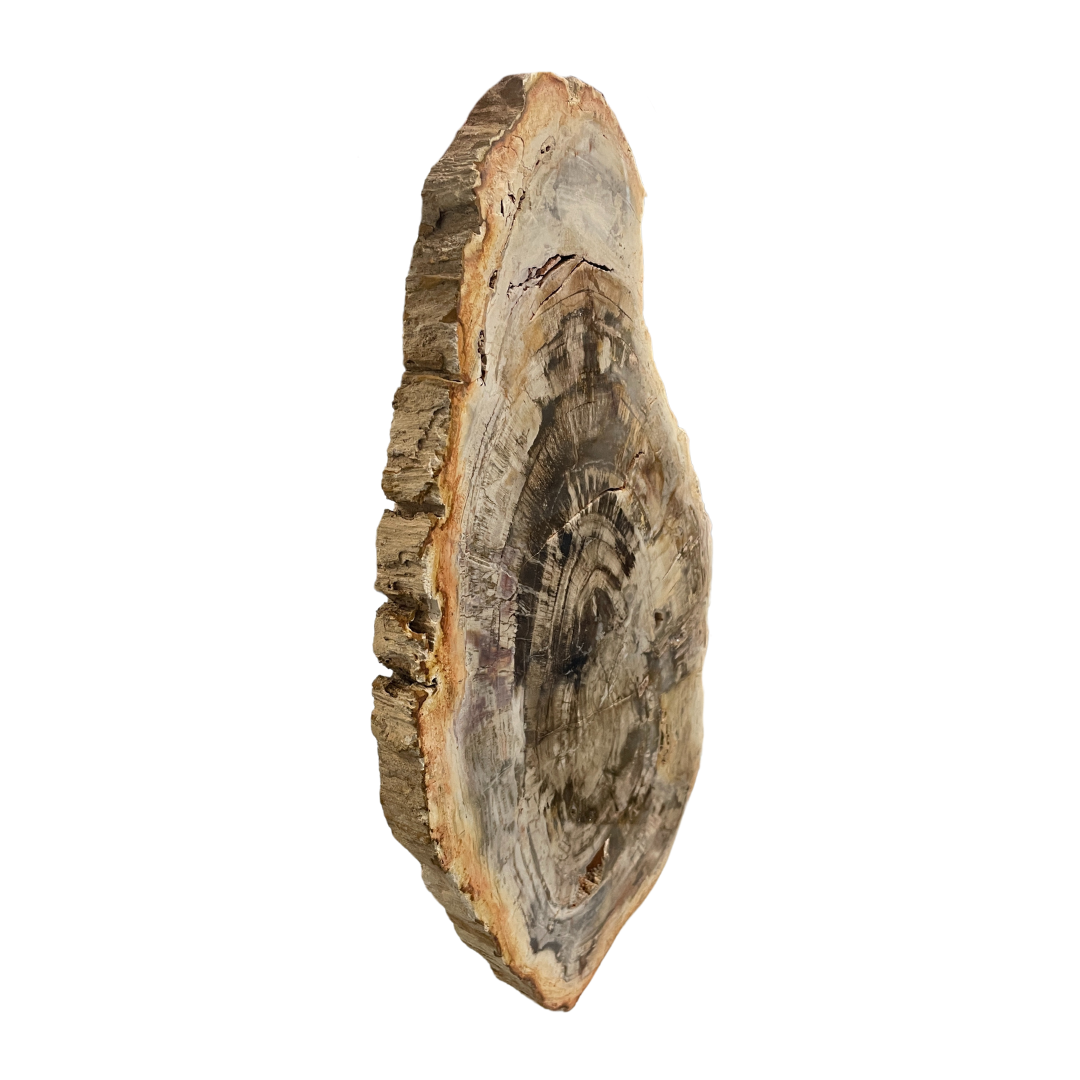 Petrified Wood