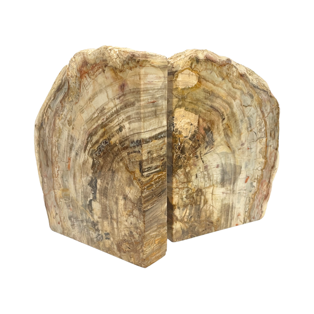 Petrified Wood