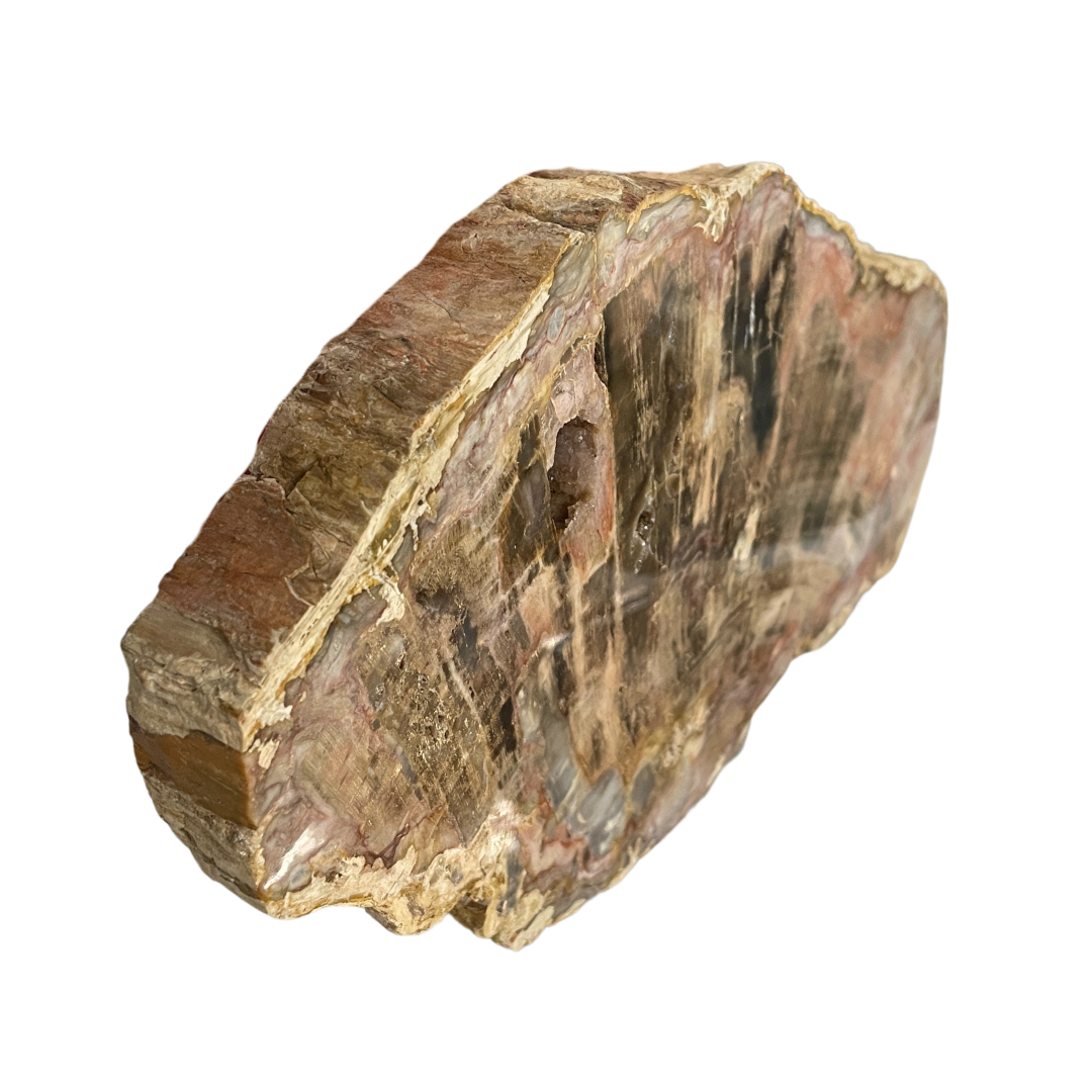 Petrified Wood