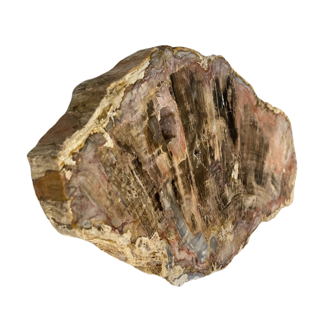 Petrified Wood