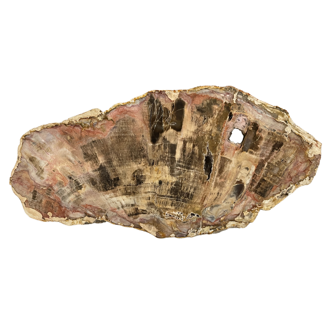 Petrified Wood