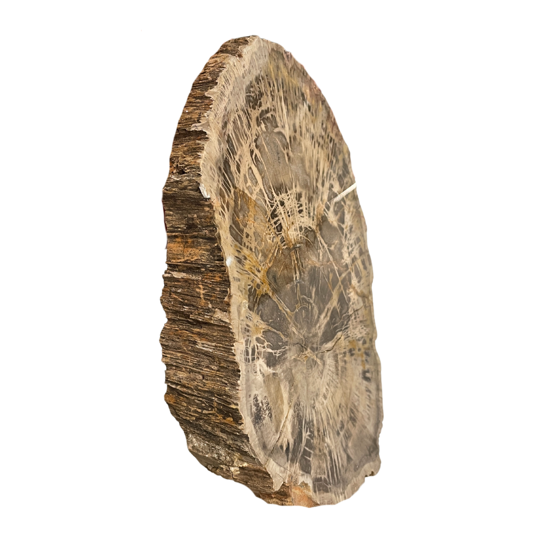 Petrified Wood