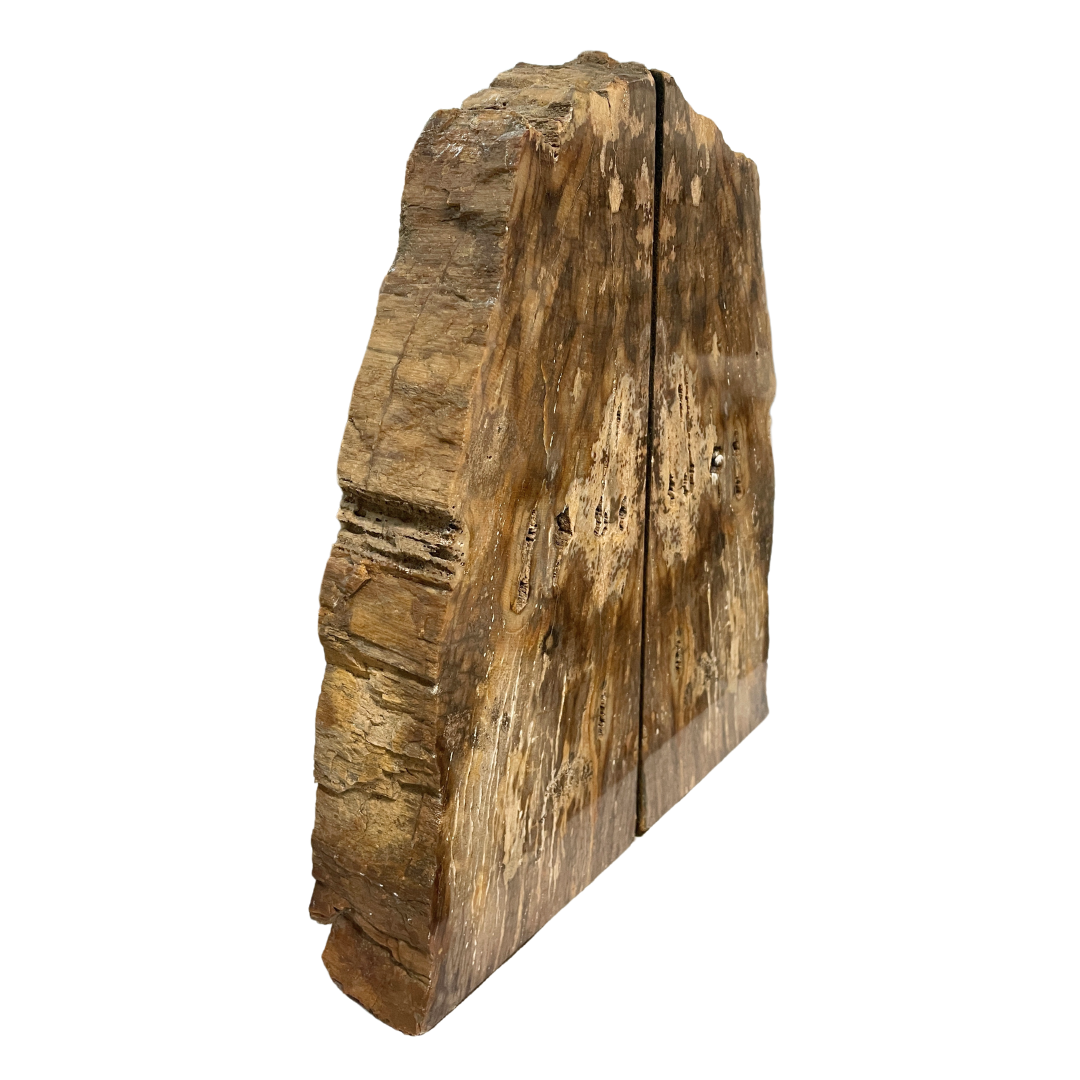 Petrified Wood Bookend