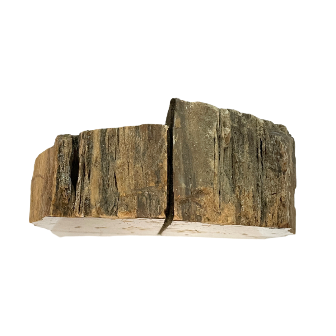 Petrified Wood Bookend
