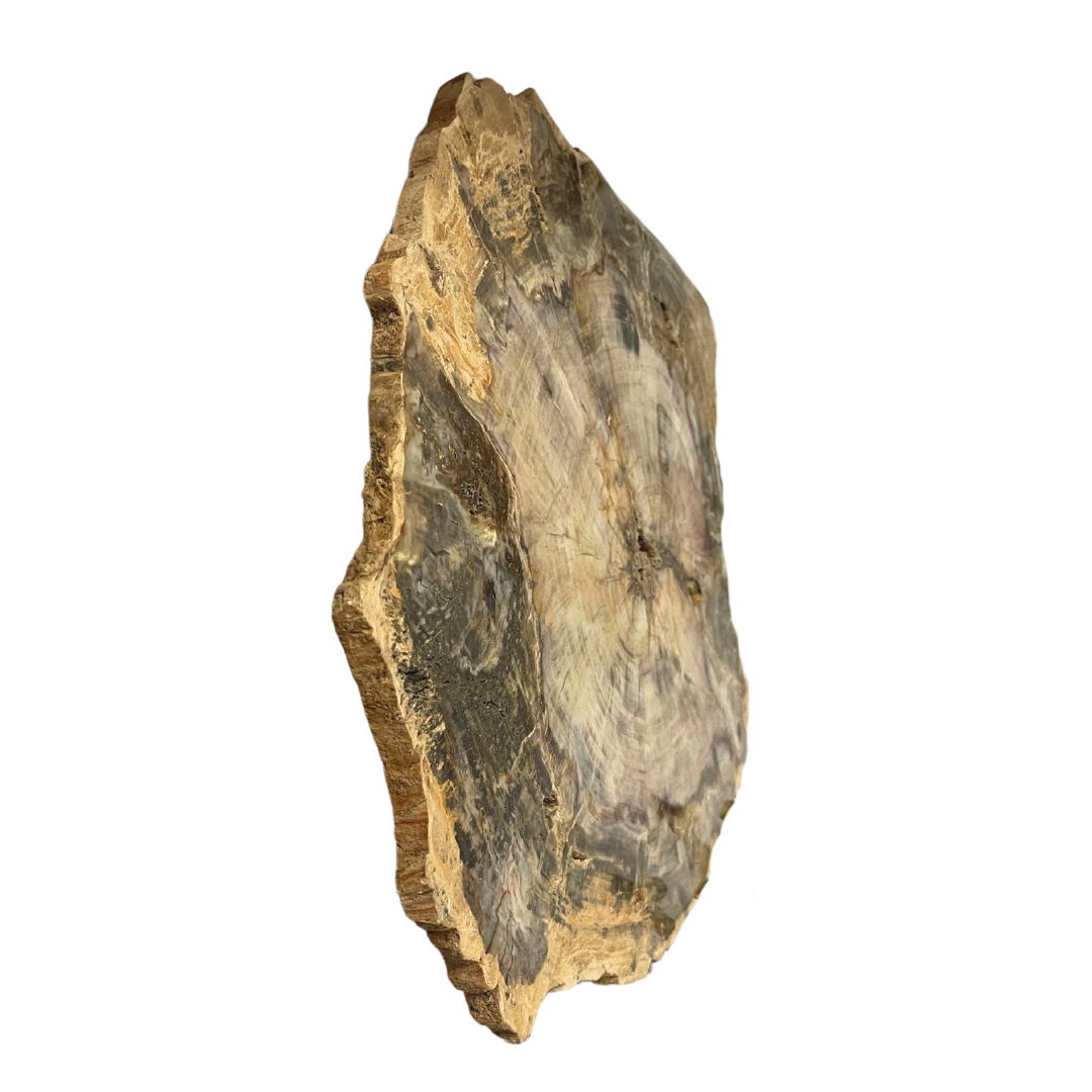 Petrified Wood