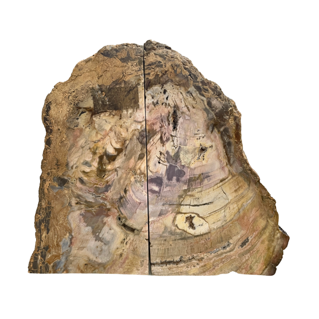 Petrified Wood Bookends