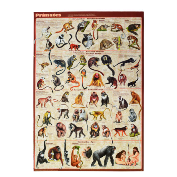 Primates Poster