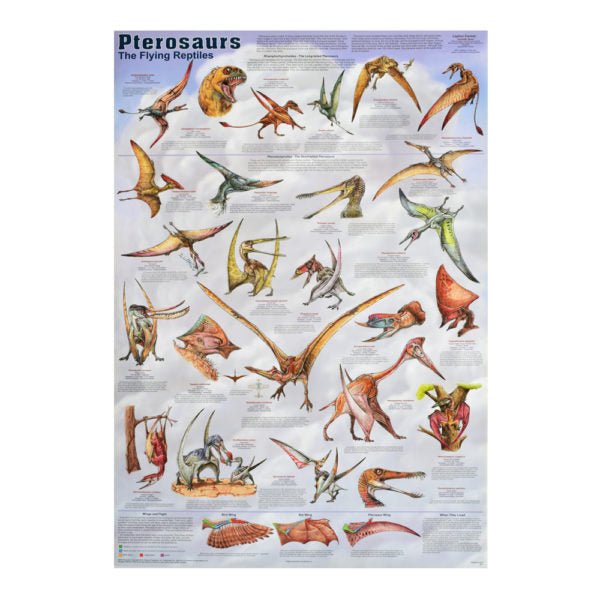 Pterosaurs Poster