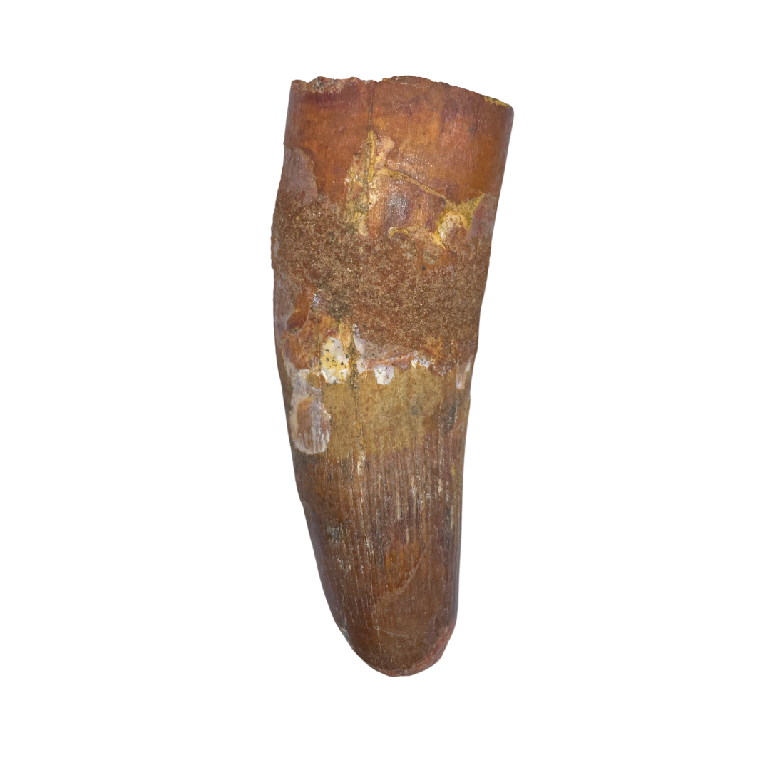 Spinosaurus Tooth