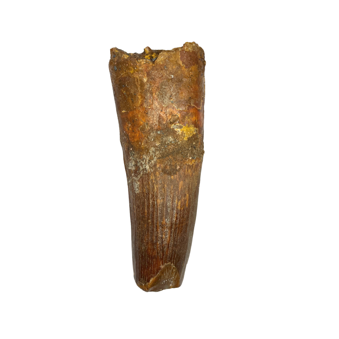 Spinosaurus Tooth