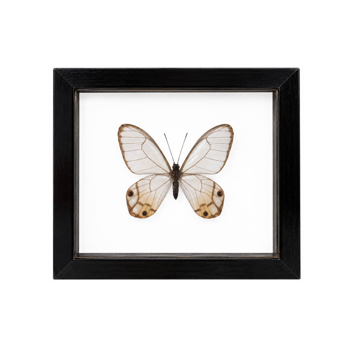 Yellow Glass Wings