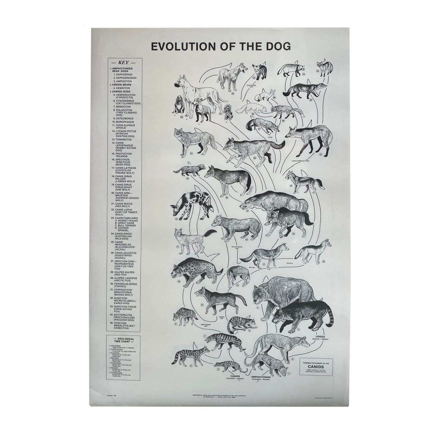 Evolution of the Dog Poster