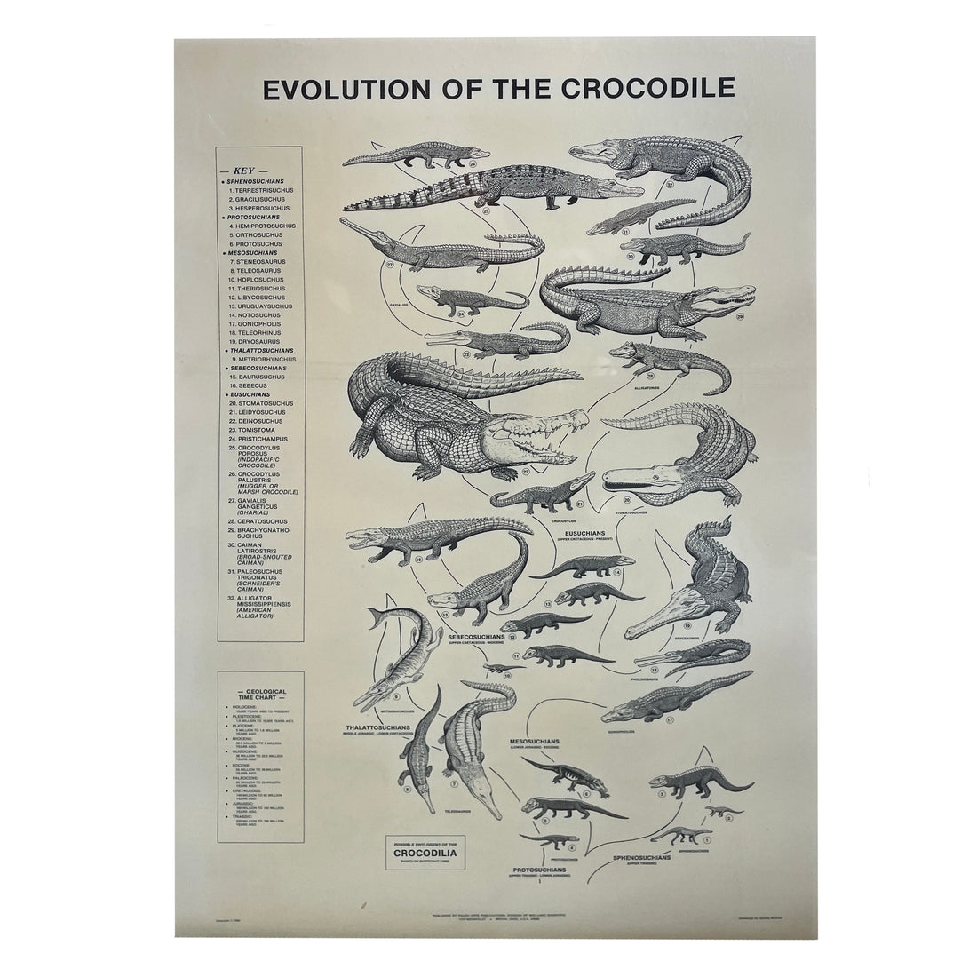 Evolution of Crocodiles Poster - Educational and Decorative Wall Art ...