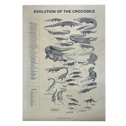 Evolution of the Crocodile Poster