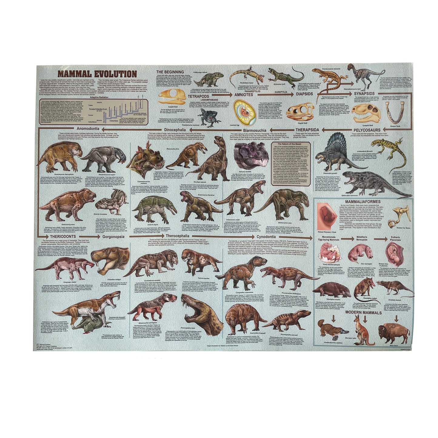 Mammal Evolution Poster