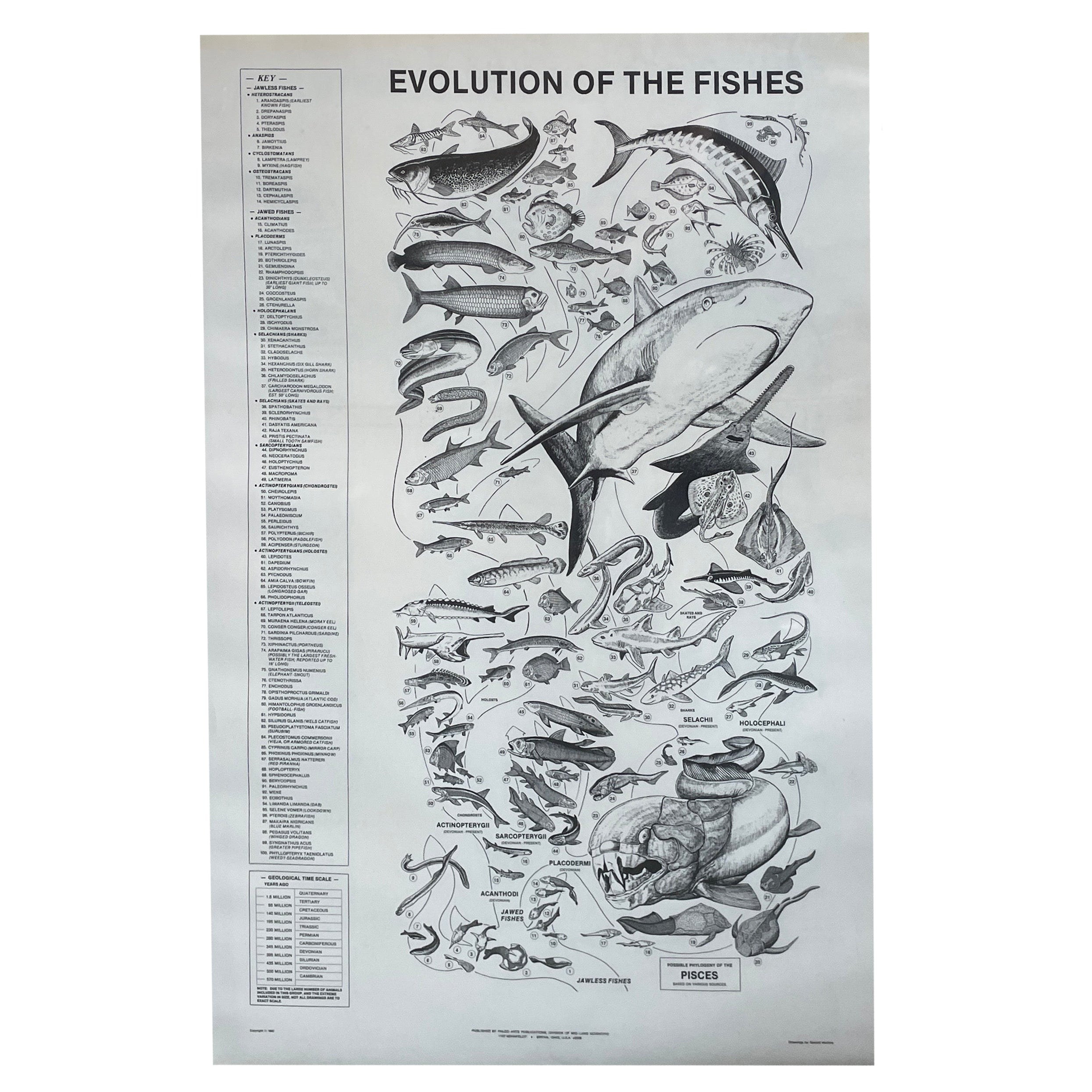 Evolution of Fishes Poster - Educational & Decorative Wall Art – Art By God
