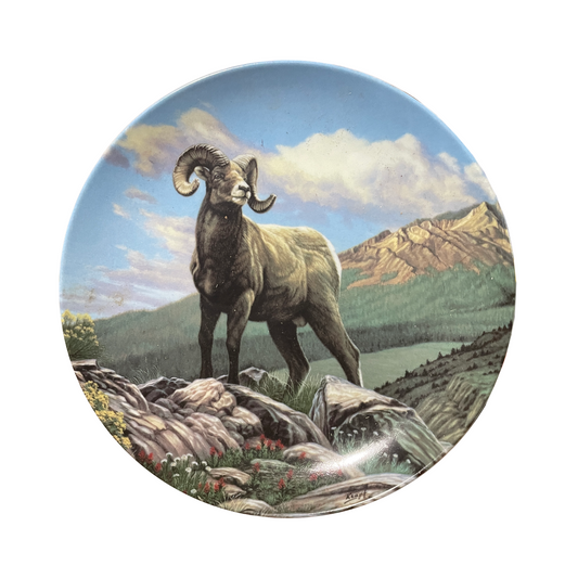 The Bighorn Sheep