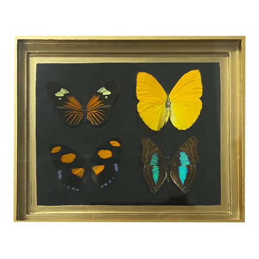 Antique Butterfly Box