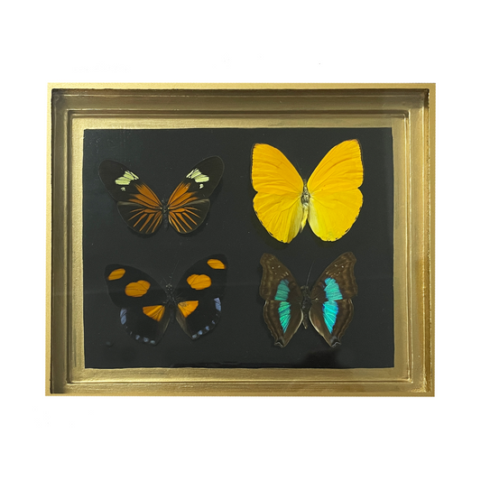 Antique Butterfly Box