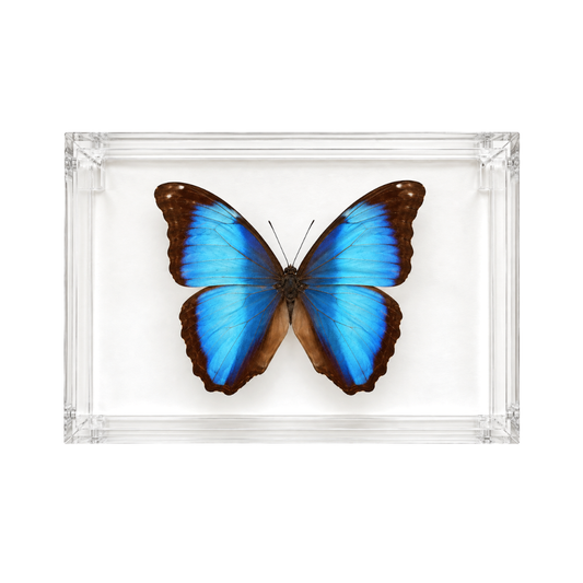 Blue Morpho