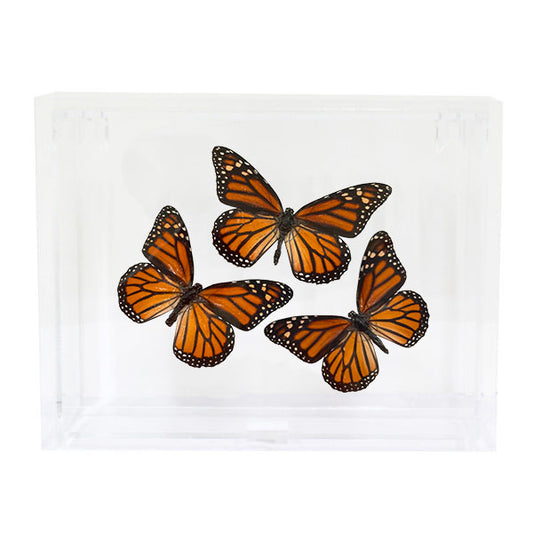 Monarch Butterfly Trio