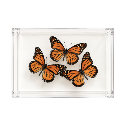 Monarch Butterfly Trio