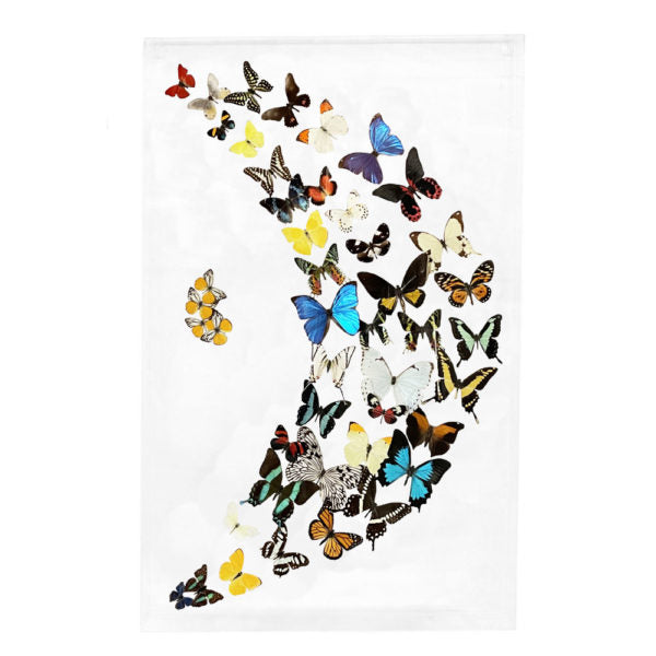 Assorted Butterflies