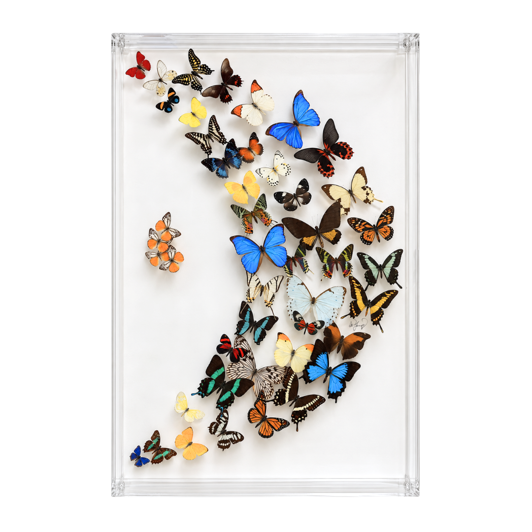 Assorted Butterflies