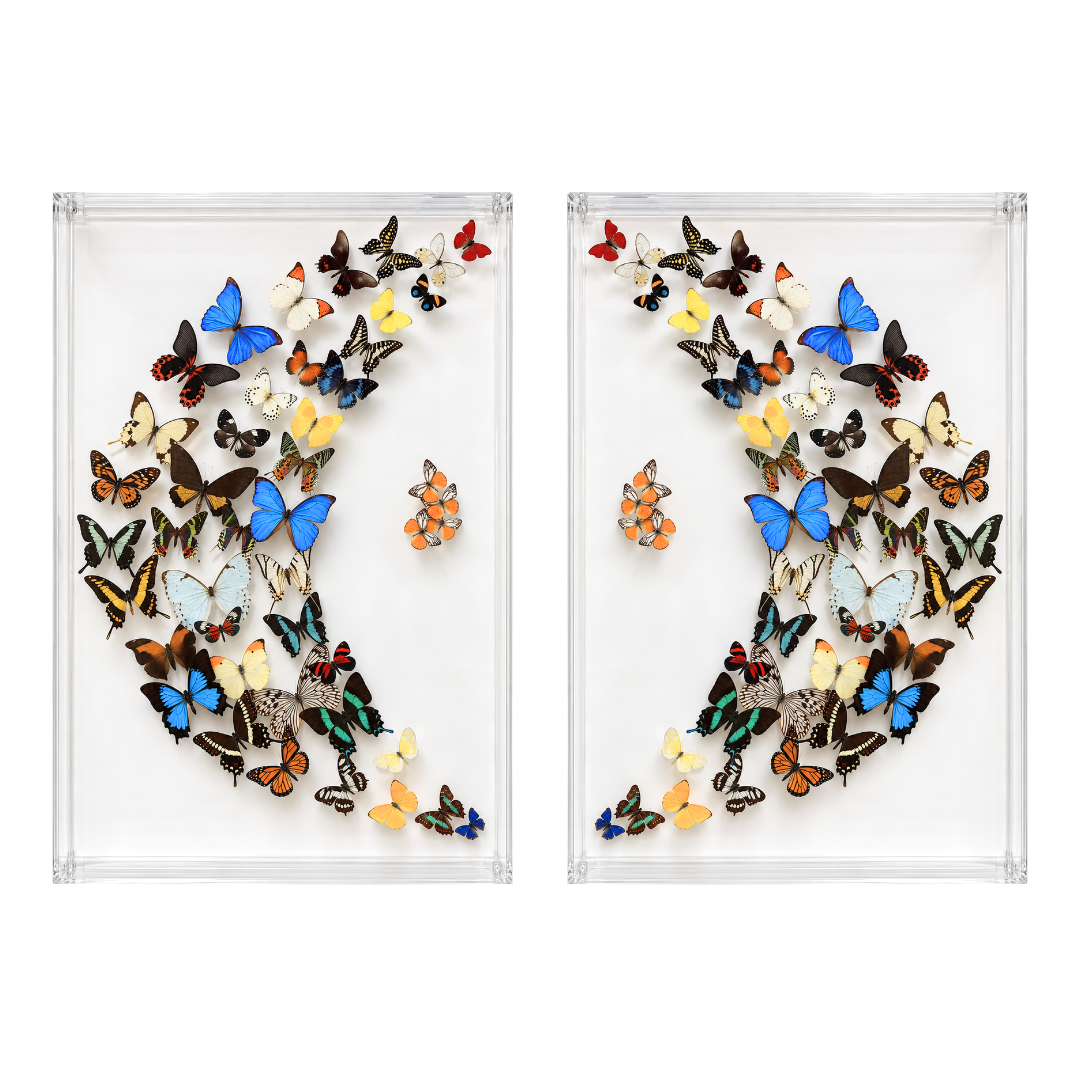 Assorted Butterflies