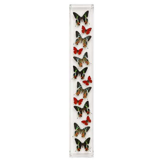 Madagascar Sunset Butterfly Collection