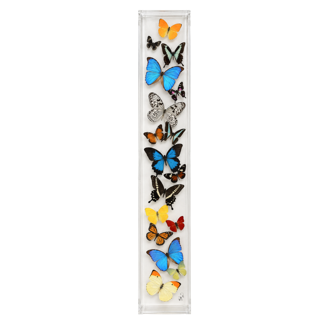 Assorted Butterflies