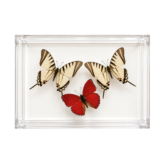 Butterfly Trio