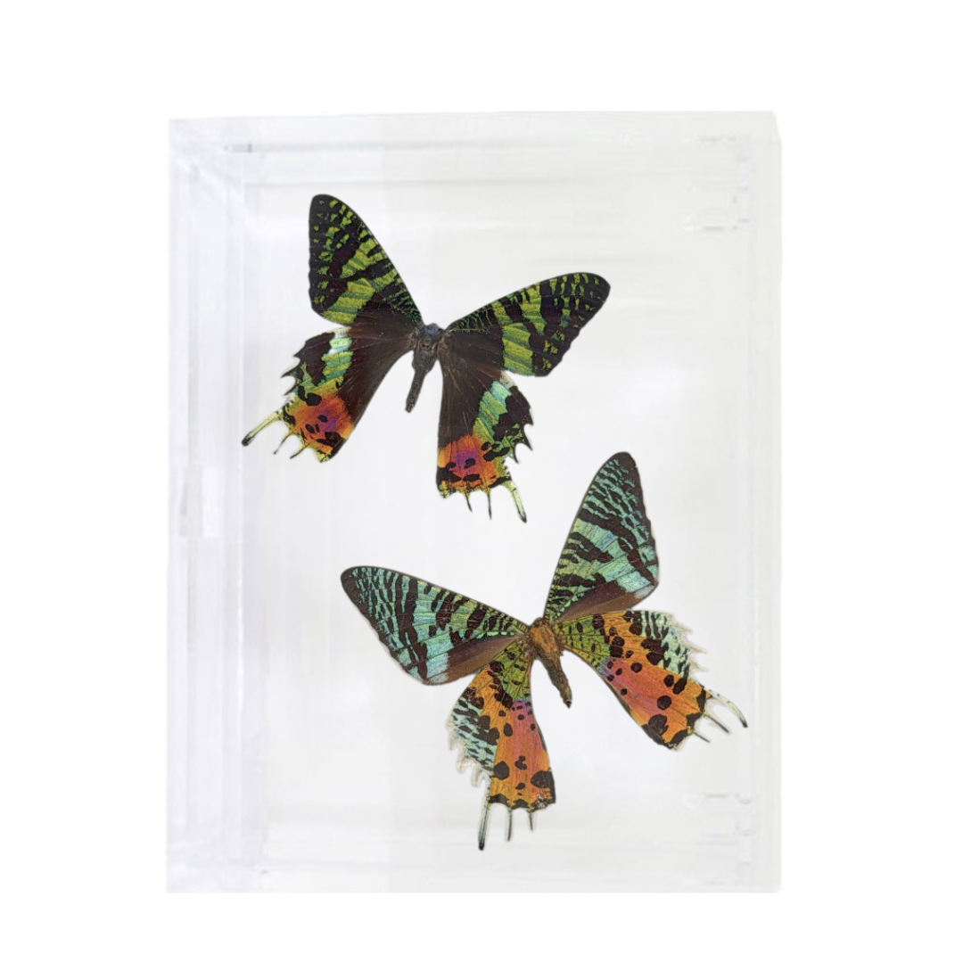 Madagascar Sunset Butterfly Duo