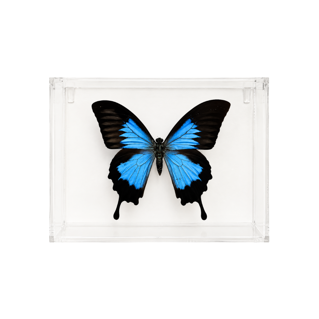 Papilio Ulysses